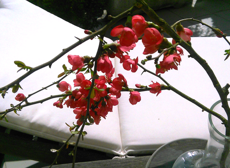 El encanto de la flor del membrillo japonés