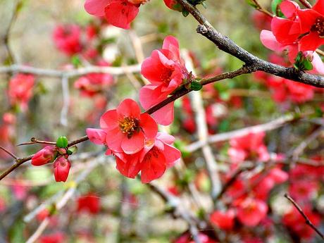 El encanto de la flor del membrillo japonés