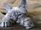 Grumpy tiene rival llama Sauerkraut