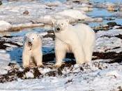 Land-based Foods Answer Polar Bears International