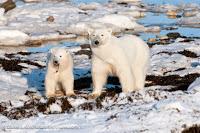Land-based Foods Not the Answer for Polar Bears | Polar Bears International