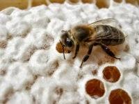 Pautas apícolas a tenér en cuenta - Bee guidelines to keep in mind. (Span and Eng)