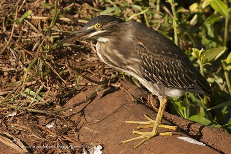 Garcita azulada (Striated Heron) Butorides striatus
