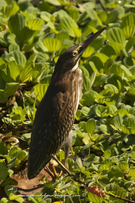 Garcita azulada (Striated Heron) Butorides striatus