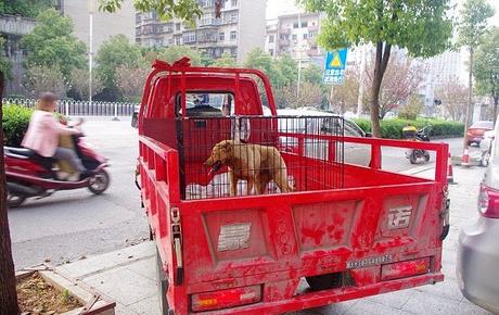 un perro sobrevive tras ser atropellado y quedar atascado