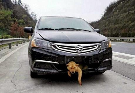 un perro sobrevive tras ser atropellado y quedar atascado