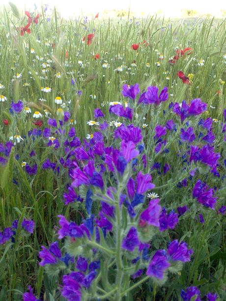 ABRIL: DEDICADO A MARÍA AGRA-FAGÚNDEZ