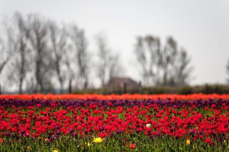 El pensionado de Neuwelke (José C. Vales)