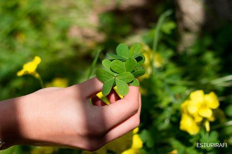 Receta ensalada de plantas silvestres Receta ensalada de plantas silvestres
