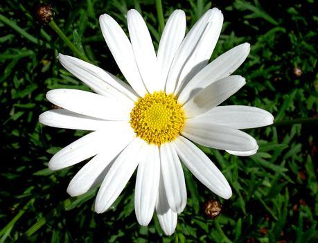 Book Tag #14 Book Tag Primaveral