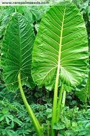 Alocasia macrorrhizos