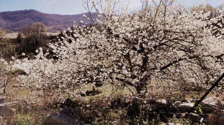 EL VALLE DEL JERTE EN LA SEMANA DE “PASIÓN”
