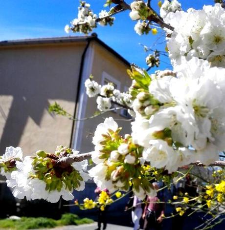 EL VALLE DEL JERTE EN LA SEMANA DE “PASIÓN”