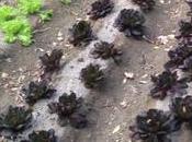 Agricultura urbana: introducción