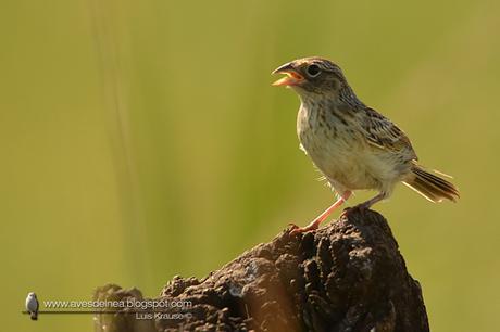 Cachilo ceja amarilla (Grassland Sparrow) Ammodramus humeralis