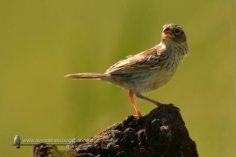 Cachilo ceja amarilla (Grassland Sparrow) Ammodramus humeralis