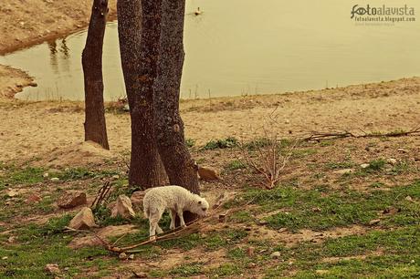 El cordero. Fotografía creativa - Fotografía artística