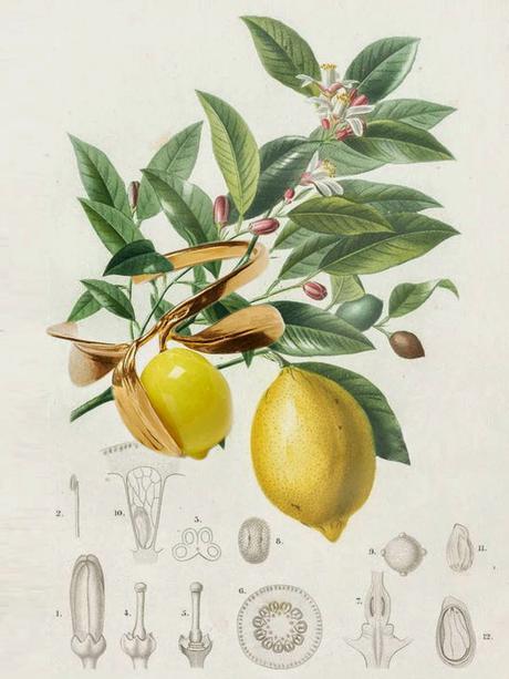 Las frutas son las nuevas flores