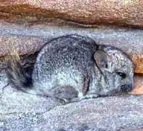 Tautónimos 1. Mamíferos (A-D)