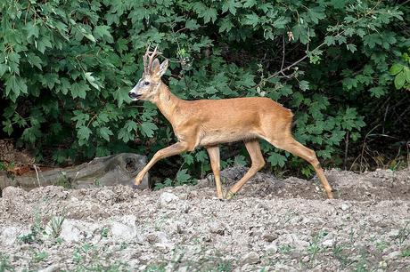 Tautónimos 1. Mamíferos (A-D)