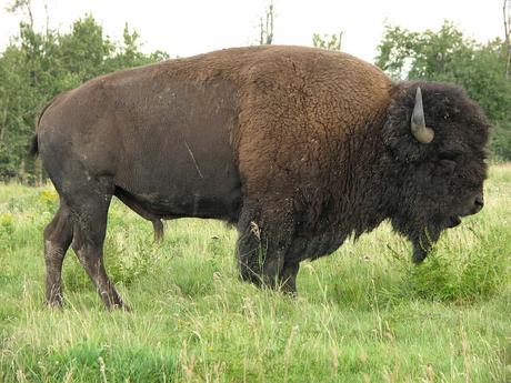 Tautónimos 1. Mamíferos (A-D)