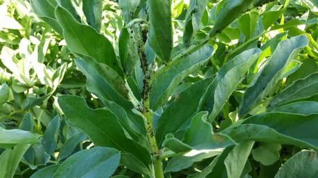 COMO ACTUAR CONTRA ÉL PULGON DE FORMA ECOLÓGICA (2ª PARTE)