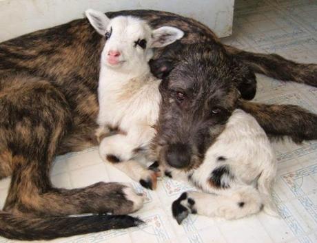 parejas de animales que duermen juntos. 