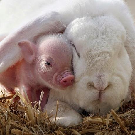 parejas de animales que duermen juntos. 