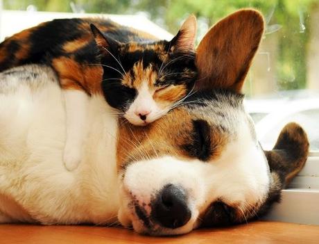 parejas de animales que duermen juntos. 