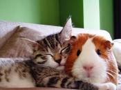 Extrañas parejas animales duermen juntos.