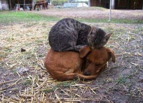 parejas de animales que duermen juntos. 