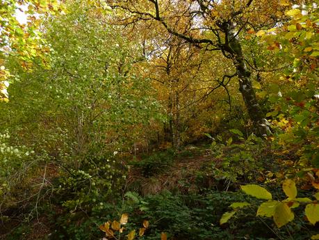 el bosque siempre mágico