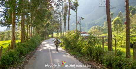 Viaje a valle del Cocora Salento