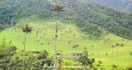 Valle del Cocora Salento Colombia