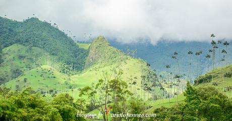 Palma de cera valle del Cocora Salento Quindío Colombia