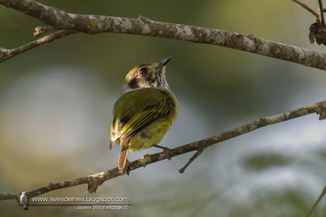 Mosqueta enana (Eared Pigmy-tyrant) Myiornis auricularis