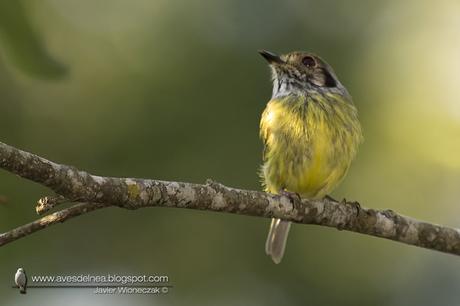 Mosqueta enana (Eared Pigmy-tyrant) Myiornis auricularis