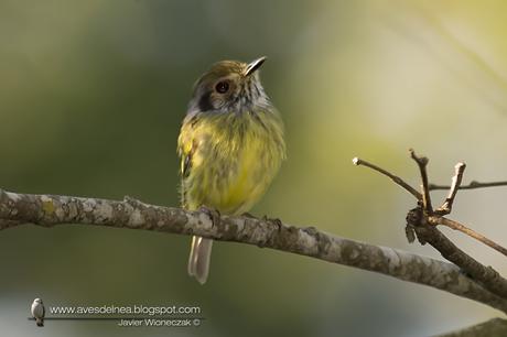 Mosqueta enana (Eared Pigmy-tyrant) Myiornis auricularis