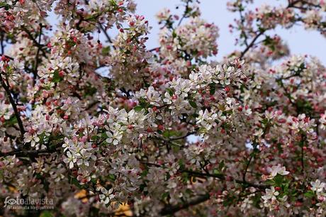Miles de flores. Fotografía creativa - Fotografía artística