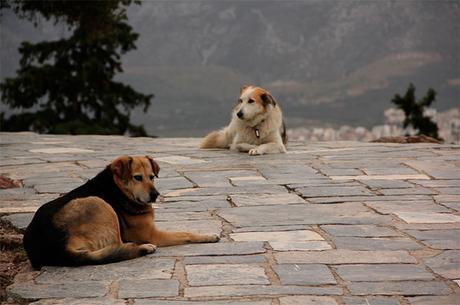perros callejeros de Atenas