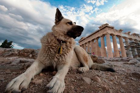 perro callejero en la Acrópolis