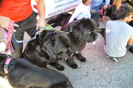 Perros socorristas de costa y playa ( noticia)