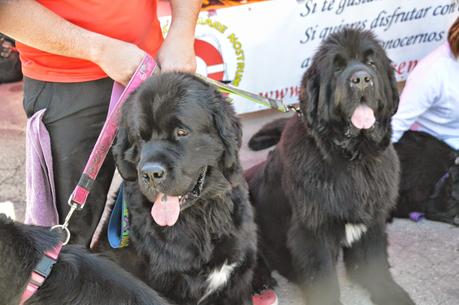 Perros socorristas de costa y playa ( noticia)