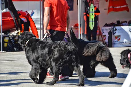 Perros socorristas de costa y playa ( noticia)