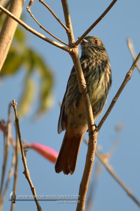 Viudita pico celeste (Blue-billed black-Tyrant) Knipolegus cyanirostris