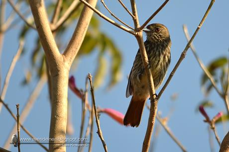 Viudita pico celeste (Blue-billed black-Tyrant) Knipolegus cyanirostris