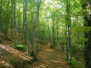 Fiesta de abril en la Sierra Norte 150406 abril sierra