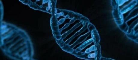 El ADN no es el único responsable de los rasgos biológicos heredados