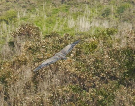Garza imperial en paso