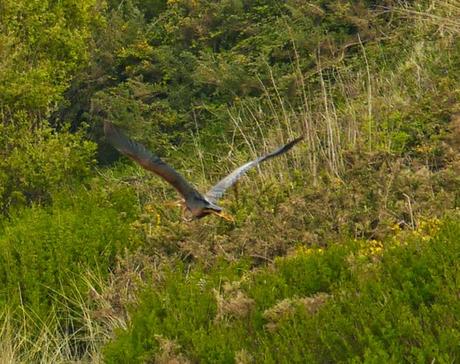 Garza imperial en paso